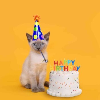 83 Cutest Cat Themed Birthday Party Ideas - Fun Party Pop